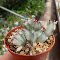 Euphorbia lactea cv. Grey Ghost cristata