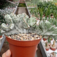 Euphorbia lactea cv. Grey Ghost cristata