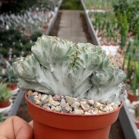 Euphorbia lactea cv. Grey Ghost cristata