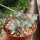 Euphorbia lactea cv. Grey Ghost cristata