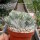 Euphorbia lactea cv. Grey Ghost cristata