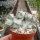 Euphorbia lactea cv. Grey Ghost cristata