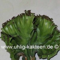 Euphorbia lactea cristata XL