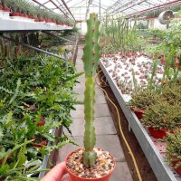 Euphorbia ledienii