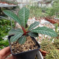 Euphorbia leuconeura