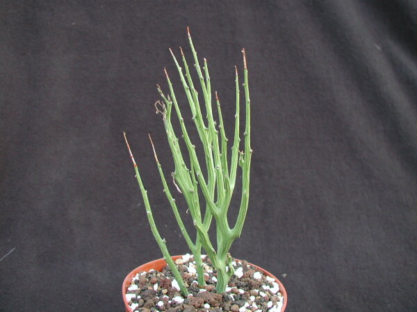 Euphorbia lignosa