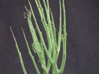 Euphorbia lignosa