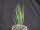 Euphorbia lignosa