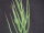 Euphorbia lignosa
