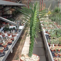 Euphorbia loricata