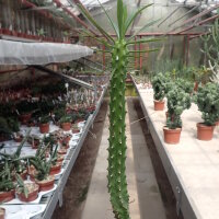 Euphorbia loricata