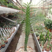 Euphorbia loricata