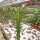 Euphorbia loricata