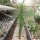 Euphorbia loricata