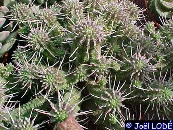 Euphorbia mammillaris