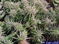 Euphorbia mammillaris