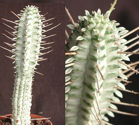 Euphorbia mammillaris cv. alba