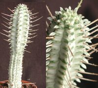 Euphorbia mammillaris cv. alba