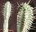 Euphorbia mammillaris cv. alba