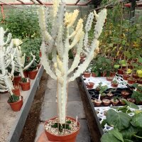 Euphorbia lactea cv. White Ghost gepfr.