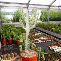 Euphorbia lactea cv. White Ghost