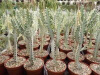 Euphorbia lactea cv. White Ghost