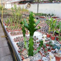 Euphorbia mayuranathani XL Indien