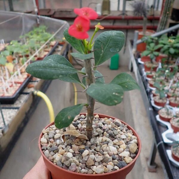Euphorbia milii