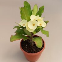 Euphorbia milii Grandiflora-Thai-Hybr. Big Yellow