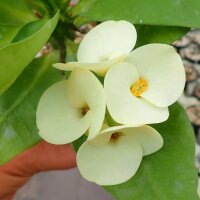 Euphorbia milii Grandiflora-Thai-Hybr. Big Yellow