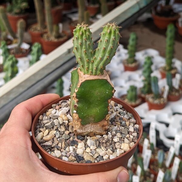 Euphorbia multiclava  gepfr.