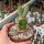 Euphorbia multiclava  gepfr.