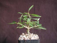 Euphorbia neobosseri Sakaraha