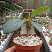 Euphorbia neohumbertii
