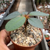 Euphorbia neohumbertii