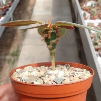 Euphorbia neohumbertii