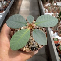 Euphorbia neohumbertii
