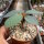 Euphorbia neohumbertii
