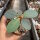 Euphorbia neohumbertii