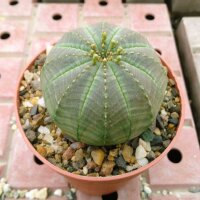 Euphorbia obesa