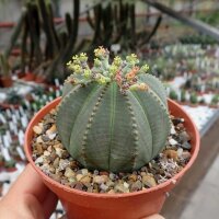 Euphorbia obesa