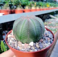 Euphorbia obesa