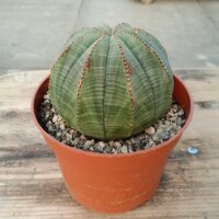 Euphorbia obesa