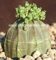 Euphorbia obesa