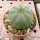 Euphorbia obesa