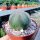 Euphorbia obesa