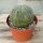 Euphorbia obesa
