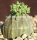 Euphorbia obesa