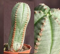 Euphorbia obesa x jansenvillensis