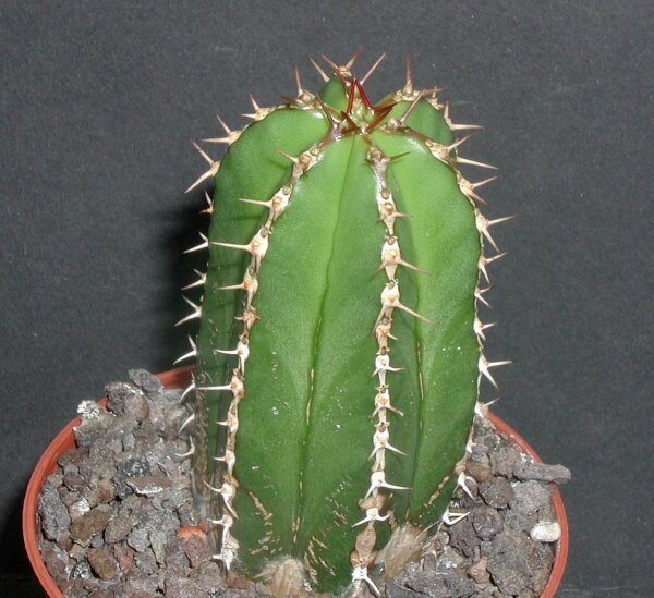 Euphorbia officinarum